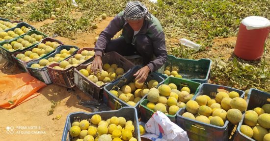 "أحلى من العسل".. حصاد "الكنتالوب الإسماعيلاوى" أشهر فواكه الصيف.. صور