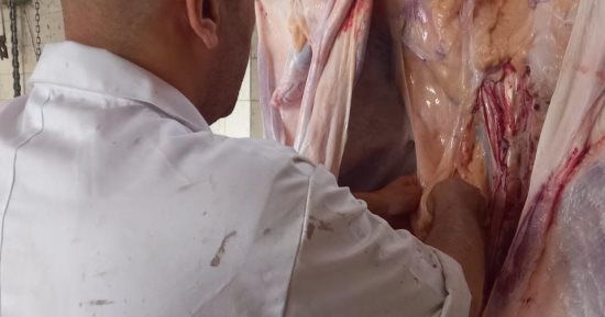 بيطري الغربية: انتظام العمل بمجازر المحافظة ورفع كفأتها استعدادا لعيد الأضحى