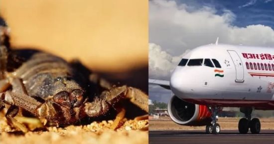 حدث بالفعل.. عقرب يلدغ سيدة فى الجو على متن رحلة طيران هندية