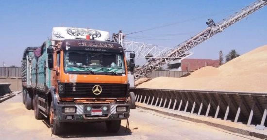 توريد 43% من القمح المستهدف فى محافظة أسوان.. صور