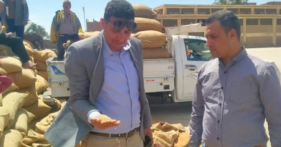 شون وصوامع المنيا تستقبل 162 ألف طن قمح