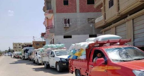 الشرقية تتصدر محافظات الجمهورية فى إنتاج وتوريد محصول القمح