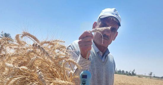 محافظ الإسكندرية: توريد 50 ألف طن من القمح منذ بداية الموسم حتى الآن