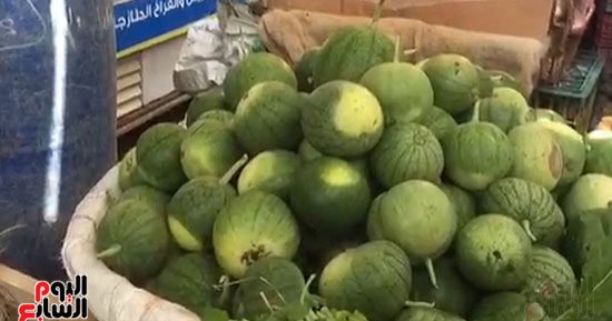 حَمار وحلاوة ومن غير كيماويات.. زراعة البطيخ السيناوى من تلال الرمال للمستهلك