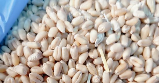 ضبط 24.5 طن قمح مهرب قبل بيعه فى السوق السوداء بمطروح 
