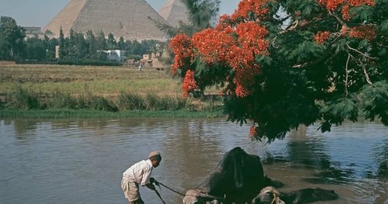 شاهد.. صورة نادرة لترعة المريوطية بالهرم عام 1962
