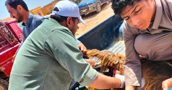 قافلة طبية بيطرية بالمجان للحفاظ على الثروة الحيوانية فى مطروح