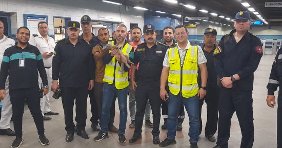 بـ7 أرواح.. قطع التيار الكهربائى عن قضبان مترو محطة عبده باشا لإنقاذ قطة