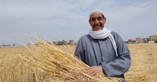 مدير عام الزراعة بالشرقية: حصاد 361 ألف فدان من المساحات المزروعة بالقمح
