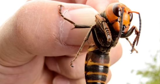 بريطانيا تحذر مواطنيها من توافد الدبابير الآسيوية القاتلة بسبب الطقس الحار