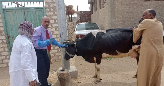 مناظرة 2105 رؤوس ماشية وطيور فى قافلة بيطرية بقنا