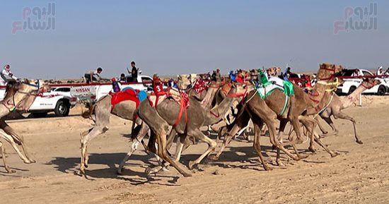 سباقات الهجن على أرض الفيروز.. منافسات الهجانة فى صحراء العريش 