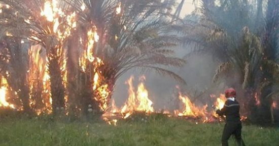السلطات الإندونيسية تعلن الاستعداد لمواجهة حرائق الغابات