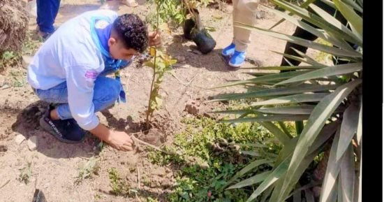 زراعة الأشجار وتجميل مراكز الشباب فى الأحياء السكنية بكفر الشيخ.. صور