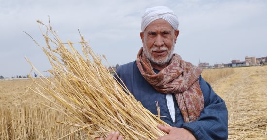 زراعة الشرقية: انتهاء حصاد القمح فى نطاق المحافظة