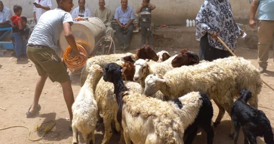 "بيطرى قنا": مناظرة 1455 رأس ماشية فى قافلتين بيطريتين بالوقف ودشن 