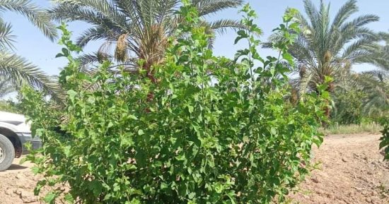 شجر التوت والسجادة.. مشروع إنتاج الحرير الطبيعى بالوادى الجديد