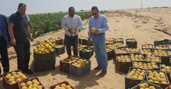 محافظ شمال سيناء يجرى جولة تفقدية للمشروعات التنموية بمركز الشيخ زويد.. صور