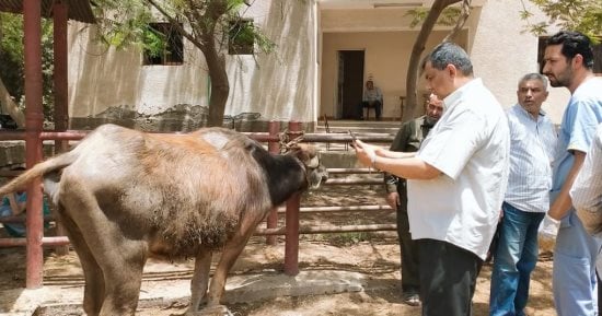 قافلة بيطرية لجامعة كفر الشيخ ضمن مبادرة حياة كريمة  وأعمال تقصٍ بسوق الطيور