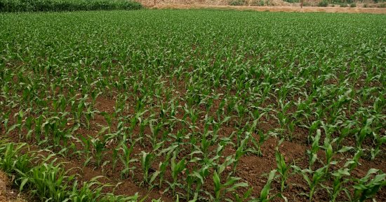 6 معلومات لا تعرفها عن دودة الحشد