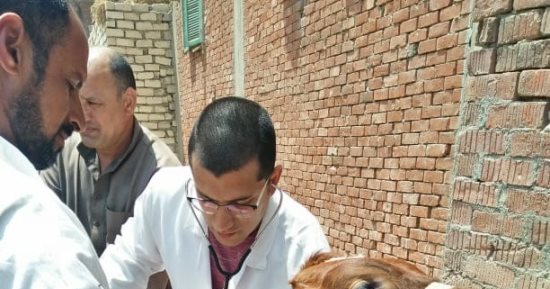 جامعة الزقازيق توجه قافلة بيطرية لقرية العراقى بمركز أبوحماد بالشرقية