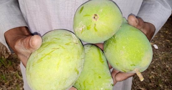 هلت البشاير.. موسم جنى ثمار المانجو يزين الحدائق