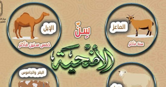 مركز الأزهر للفتوى يوضح "سِنّ الأضحية".. إنفوجراف