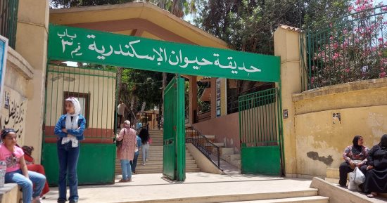 مع تحسن الطقس والاعتدال الربيعى.. إقبال كبير على حديقة الحيوان بالإسكندرية وسط فرحة الأطفال.. بيت الأسد وجبلاية القرود الأكثر زيارة.. والدب "تامر" يستمتع بالأجواء الربيعية.. والإدارة: سعر التذكرة 5 جنيهات.. صور