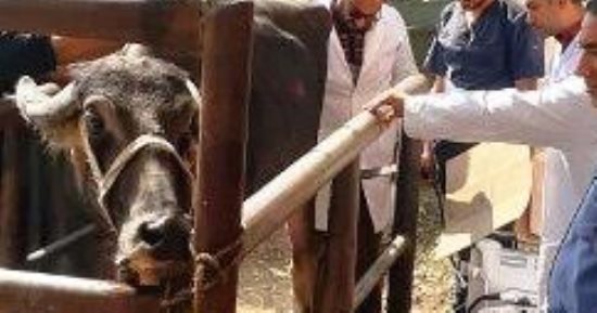 إجراء 1536 عملية تلقيح اصطناعي للماشية بالشرقية خلال شهر 
