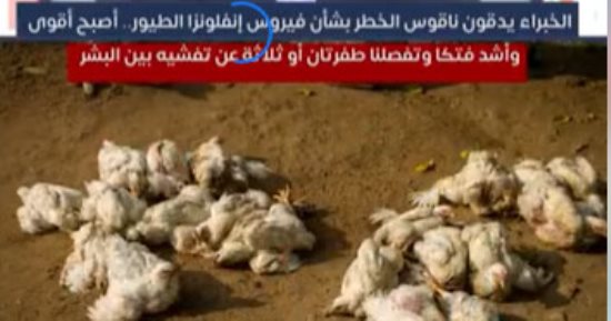 الخبراء عن أنفلونزا الطيور.. أصبح أقوى وتفصلنا طفرتان أو ثلاثة عن تفشيه بين البشر
