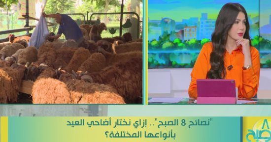مدير الإنتاج الحيوانى بـ"القومى للبحوث" يقدم نصائح عن اختيار أضحية العيد.. فيديو