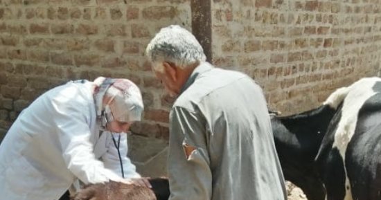 جامعة الزقازيق توجه قافلة بيطرية لقرية الأخميين في مركز فاقوس بالشرقية