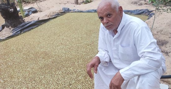 لأول مرة استنبات الأزولا فى شمال سيناء لتوفير بديل مستدام لأعلاف الطيور