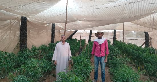فاتوا الميرى.. شباب الوادى الجديد لم ينتظروا الوظيفة الحكومية واستغلوا مخلفات النخيل فى إنشاء صوب زراعية لإنتاج الخضروات.. صوب الخير نموذج لمشروعات القرى المنتجة لتحقق الاكتفاء الذاتى بدعم المحافظ .. فيديو وصور