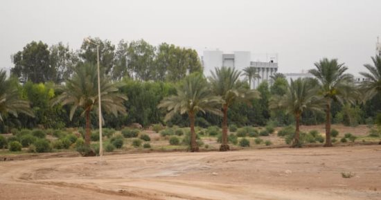 12 فائدة اقتصادية وبيئية لمشروع مزارع الجوجوبا.. تعرف عليها