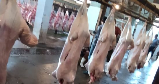 إلغاء الإجازات وتكثيف الحملات.. "الطب البيطرى" بالجيزة تكشف استعدادها لعيد الأضحى