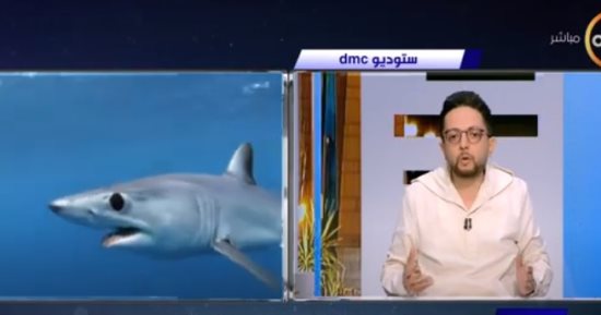 أحمد فايق: حالة واحدة من 334 مليون حالة قد تتعرض للهجوم من أسماك القرش