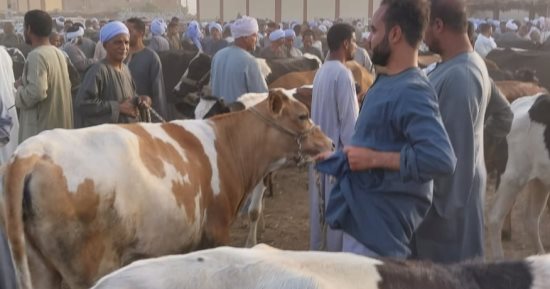 "بيطرى الأقصر" يكشف تفاصيل مرور اللجان على أسواق المواشي.. صور