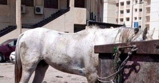 التحفظ على الدواب المربوطة بصناديق القمامة في مناخ بورسعيد 