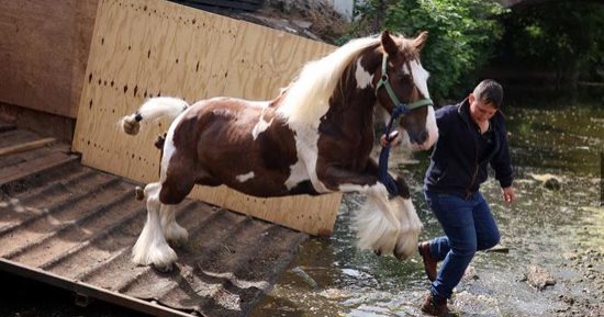 معرض جمال الخيل.. فعاليات كرنفال الغجر  التقليدي للفروسية بأوروبا