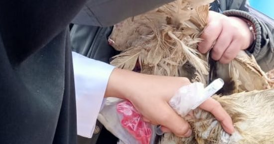 تحصين 55 ألفا و300 طائر ضد الأمراض الوبائية وإنفلونزا الطيور بكفر الشيخ