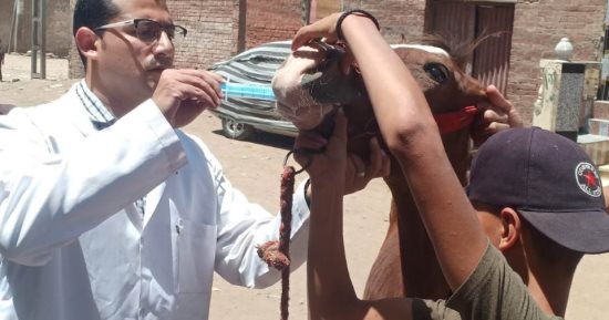 جامعة الزقازيق توجه قافلة بيطرية لقرية عزبة البحر مركز الزقازيق بالشرقية