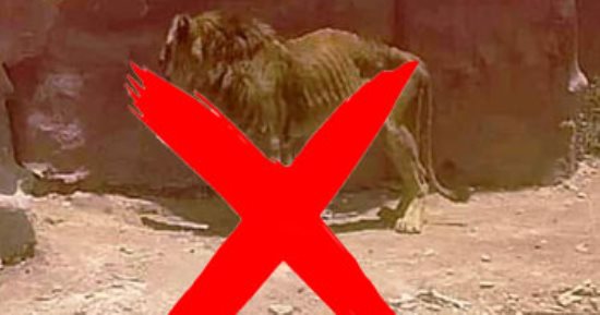 حديقة الحيوان بالإسكندرية: صورة الأسد الهزيل غير صحيحة وجميع الأسود بصحة جيدة