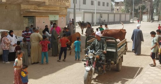 مناظرة 1554 رأس ماشية فى قافلة بيطرية مجانية بأبوتشت ودشنا بقنا