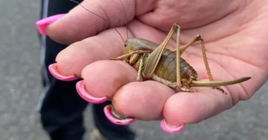 صراصير المورمون تغزو ولاية نيفادا بالملايين.. والجفاف أحد الأسباب "فيديو"