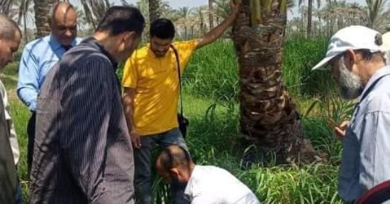 "الاتجاهات الحديثة فى مكافحة سوسة النخيل".. يوم حقلي لمزارعي ميت أبو عربي بالشرقية