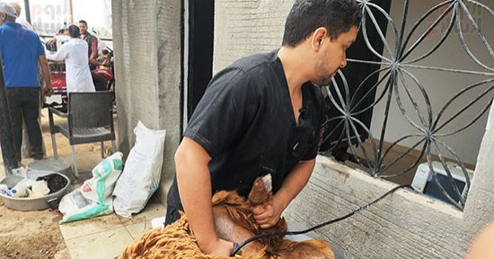 البحث عن الأجنة فى الأسواق.. كشف بيطرى على إناث الأضاحي قبل الذبح