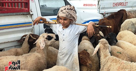 إقبال كثيف على أسواق المواشى قبل أيام من عيد الأضحى