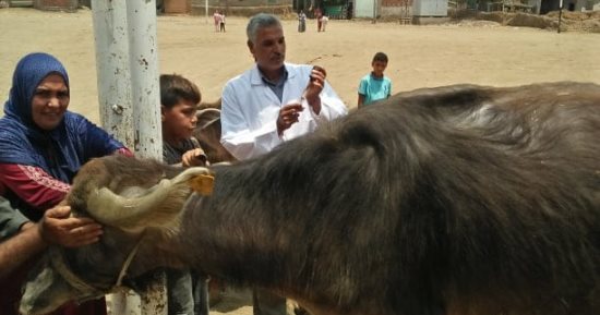 جامعة الزقازيق توجه قافلة بيطرية لقرية السطايحة بالشرقية
