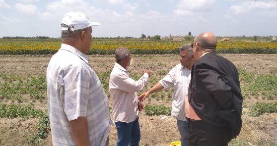 زراعة الإسماعيلية تنظم يوما حقليا لمزارعي القطن فى جلبانة شرق قناة السويس
